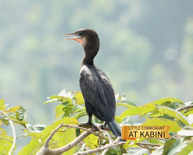 1- Little Cormorant at Kabini.jpg