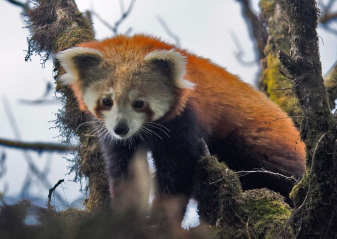 2- Red Panda at Manas National Park