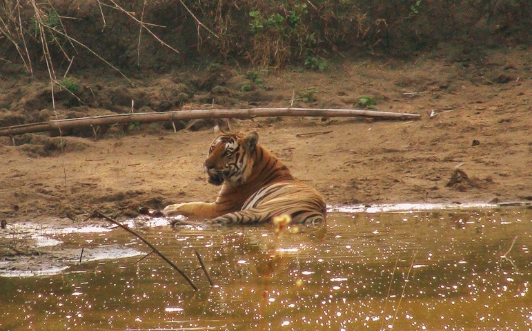 2- Royal Bengal Tiger at Nagarhole