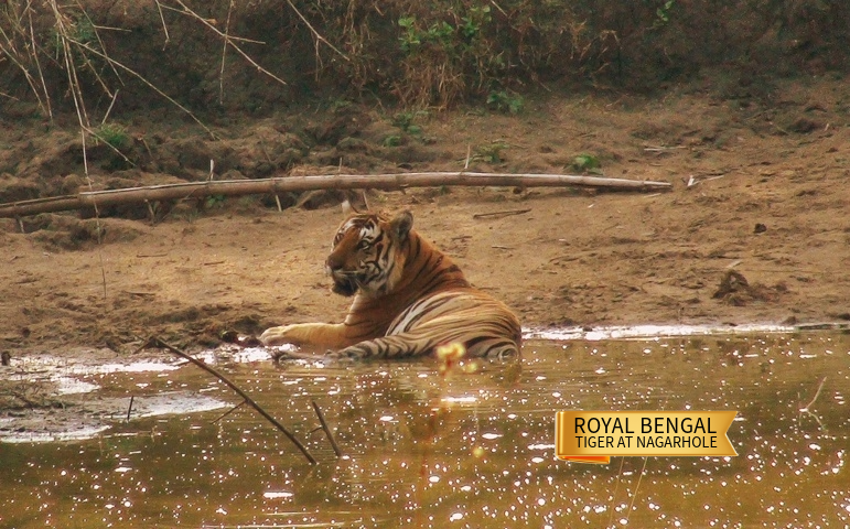 2- Royal Bengal Tiger at Nagarhole.jpg