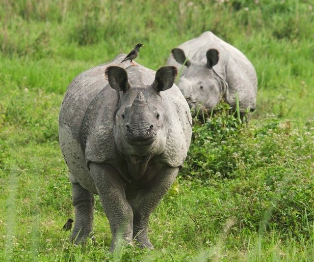 3 – Endangered One Horned Rhinos at Kaziranga National Park