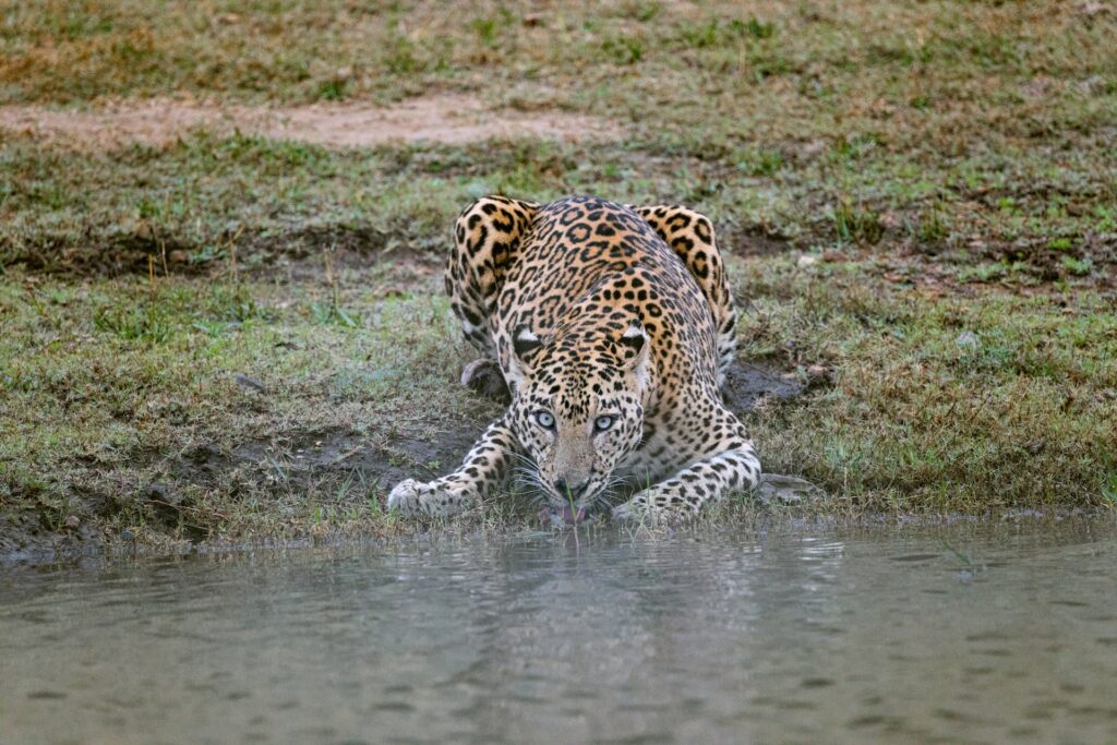 4- Leopard at Kabini