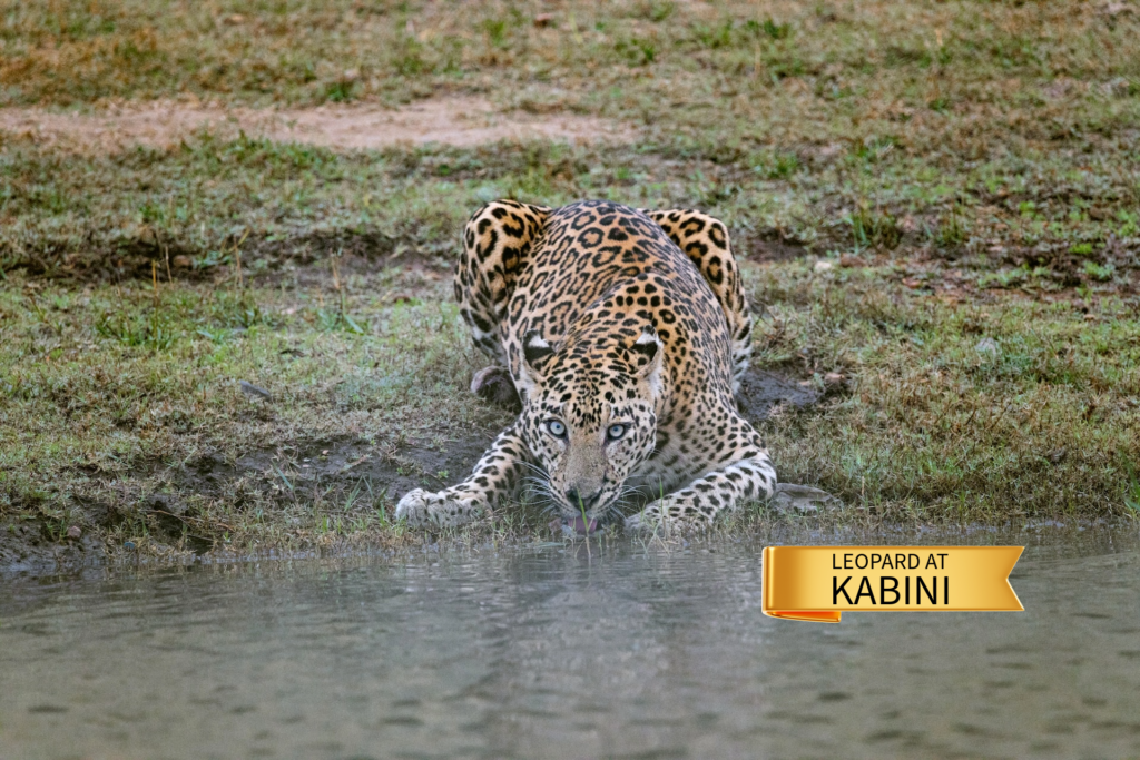 4- Leopard at Kabini.jpg