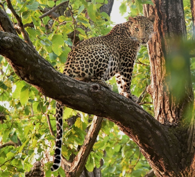 5 – A Leopard at Kazirnaga National Park