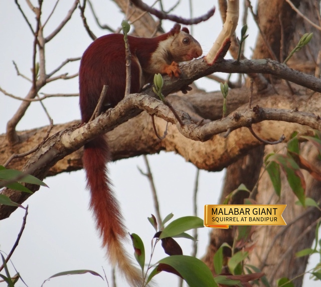 5- Malabar Giant Squirrel at Bandipur.jpg