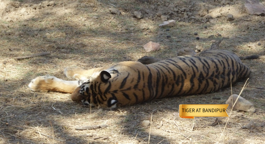 6- Tiger at Bandipur.JPG