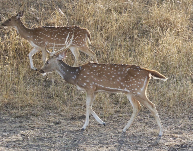 7- Spotted Dear at Bandipur