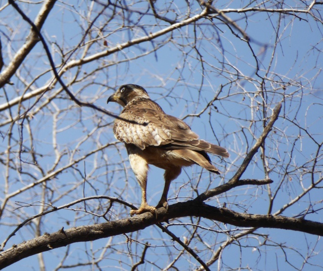 7- White Eyed Buzzard at Kazirnaga National Park