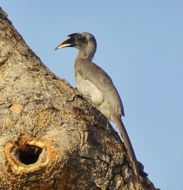 8- Malabar Grey Hornbill at Bondla Sanctuary