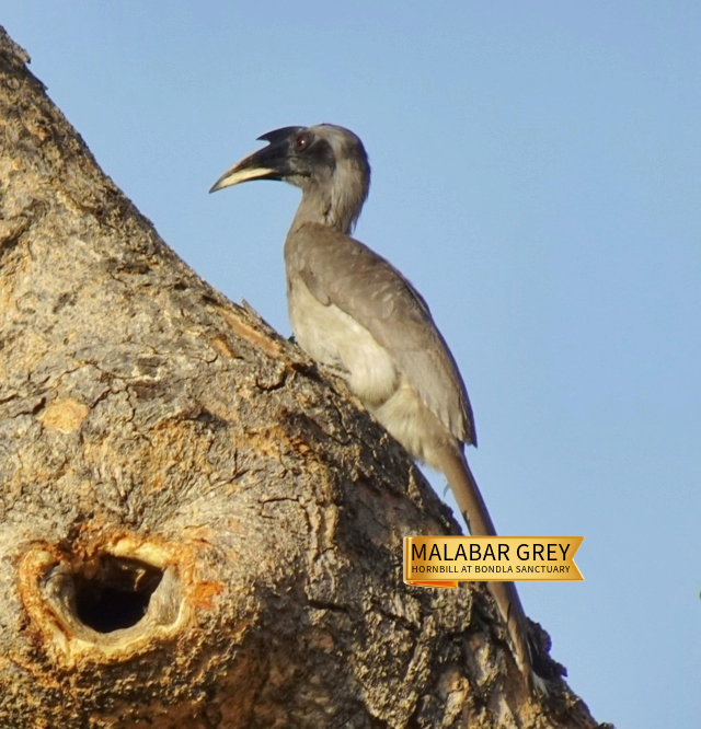 8- Malabar Grey Hornbill at Bondla Sanctuary.jpg (1)