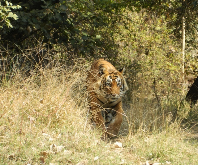 4- The Royal Bengal Tiger at Ranthambhore