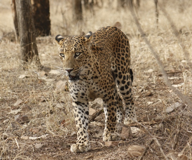 6 – Leopard at Ranthambhore
