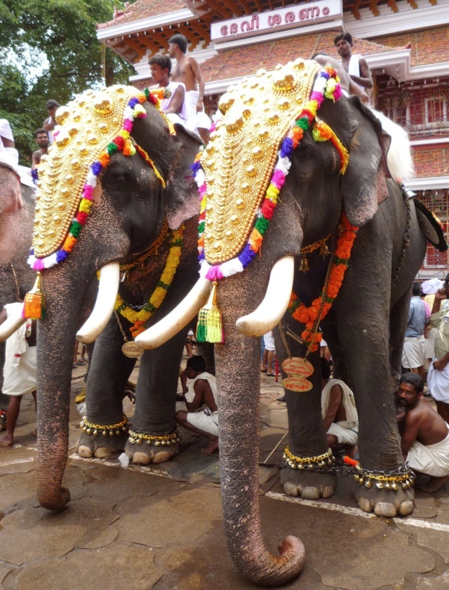 8- Elephants at Kerala