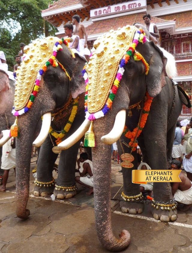 8- Elephants at Kerala.jpg